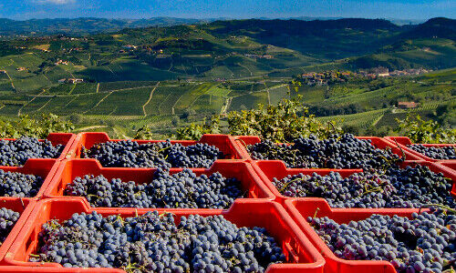 Vendemmia del Nebbiolo per il Barolo, famoso in tutto il mondo (Immagine: Shutterstock)