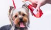 Luxuslabel bringt Parfum für Hunde auf den Markt