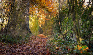 Saffron Walden (Bild: Unsplash)