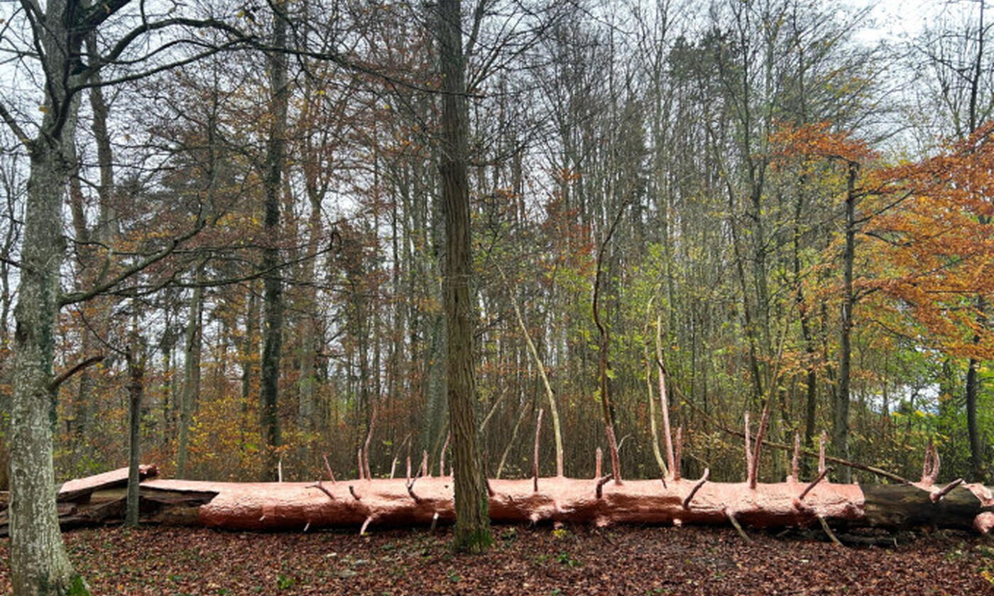 Wrapped Fallen Tree, November 2024, Dietikon (Bild: Michel Comte)